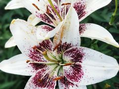 -长春公园(普阳街道)