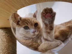 -东方名猫馆·英短金渐层布偶猫舍(环线广场1号楼店)