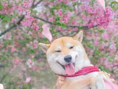 -天适樱花悠乐园