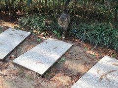 -崇明东平国家森林公园烧烤房车露营地