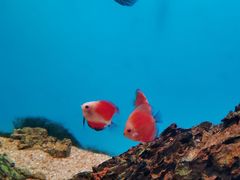 -海合安武汉极地海洋公园
