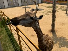 -西霞口神雕山野生动物世界