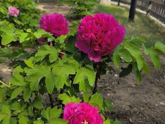 -莲花池公园