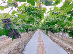 -金谷域澳洲庄园