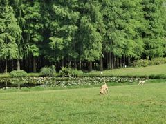 -上海共青森林公园