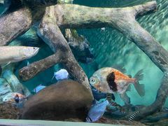 -上海海洋水族馆