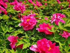 -石家庄市植物园