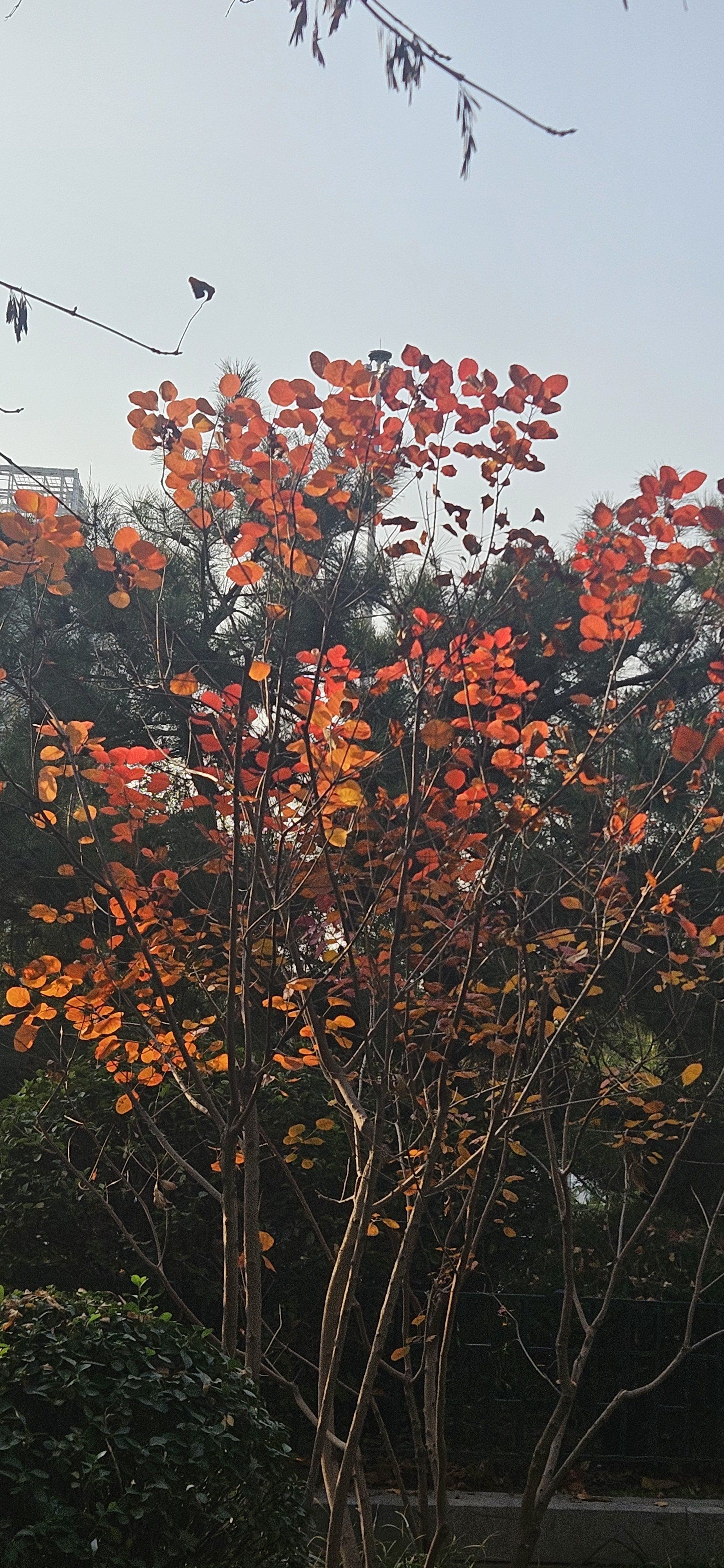 广渠门外街心花园的红叶