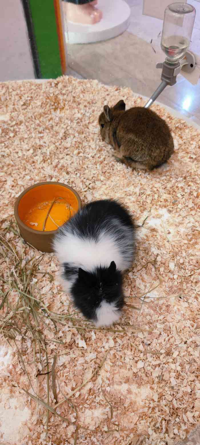 兔窝镇bunnyburrow(城西银泰店)-"【项目】其他节假日在龙湖杭州西溪