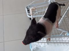 -怪兽屋·羊驼·猫咖·狗咖(俊华广场店)