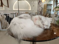 -共舞时光猫咖·狗咖(新街口店)