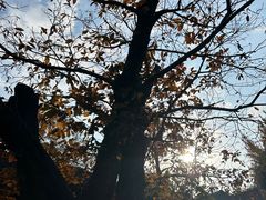 -兴福老面馆(寺路街店)