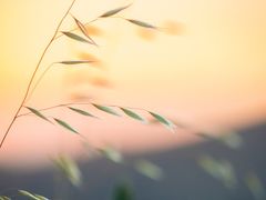 -植物学家的女儿(北马道巷店)