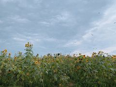 -紫颐香薰山谷景区