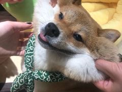 -逗柴咖啡屋·狗咖猫咖宠物桌游
