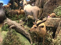 -陕西自然博物馆