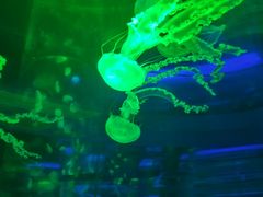 -海合安成都极地海洋公园