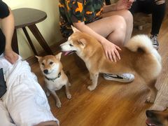 -柴犬高等学院·狗咖·柴犬售卖·宠物训练