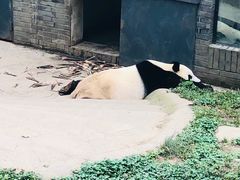 -都江堰中华大熊猫苑