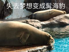 -海合安成都极地海洋公园
