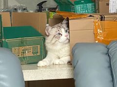 -屋虎猫馆(宝安大仟里店)