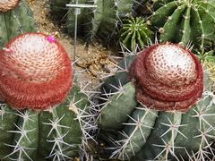 -深圳仙湖植物园