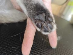-瑞鹏宠物医院·夜间急症·心超·猫科(祖庙分店)
