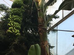 -呀路古热带植物园