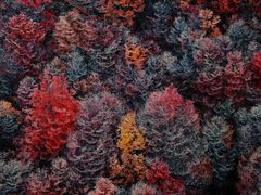 -罗红摄影艺术馆