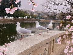 -翠湖公园