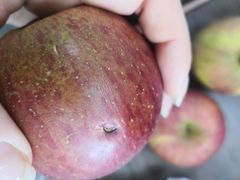 -叶氏兄弟果业(大连鲁迅店)