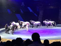 -珠海横琴长隆《卡卡虎奇遇记》