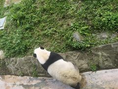 -都江堰中华大熊猫苑