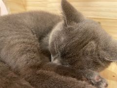 -猫咪派对(江南西店)