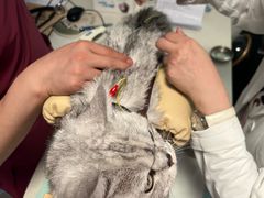 -西安京西宠物医院·瘫痪·疑难杂症