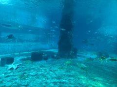 -北戴河圣蓝海洋公园