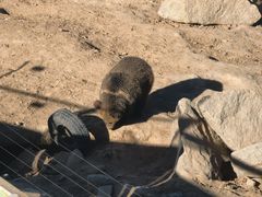 -青藏高原野生动物园