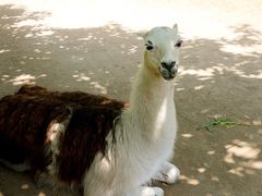 iphone_upload_pic-西安秦岭野生动物园