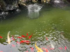-香雪海饭店中餐厅(人民桥店)
