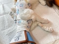 -乐派堂宠物医院·猫友好· 心脏科(东街店)