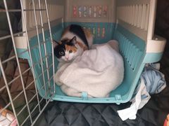 -宠福鑫康馨动物医院·骨科·眼科