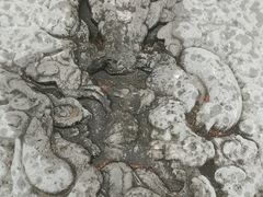 -苏州文庙(姑苏区)