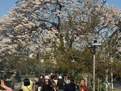 -成都市活水公园