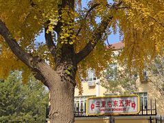-三里屯东五街银杏大道