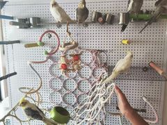 -吉丁鸟咖·异宠·寄养