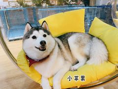 -Husky Go! 哈士奇体验馆·宠物咖啡厅狗咖