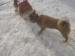 -宠乐会宠物乐园