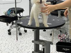 -BABIT巴比特宠物(MOMOPARK店)