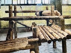 -上海野生动物园