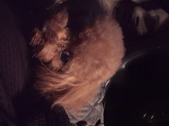 -美联众合动物医院(唯恩分院)